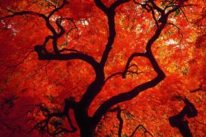 trees, Autumn,  season , Red, Seattle, Washington