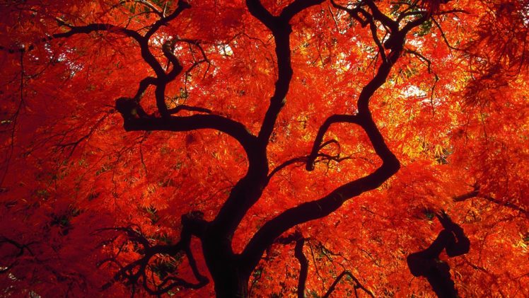 trees, Autumn,  season , Red, Seattle, Washington HD Wallpaper Desktop Background