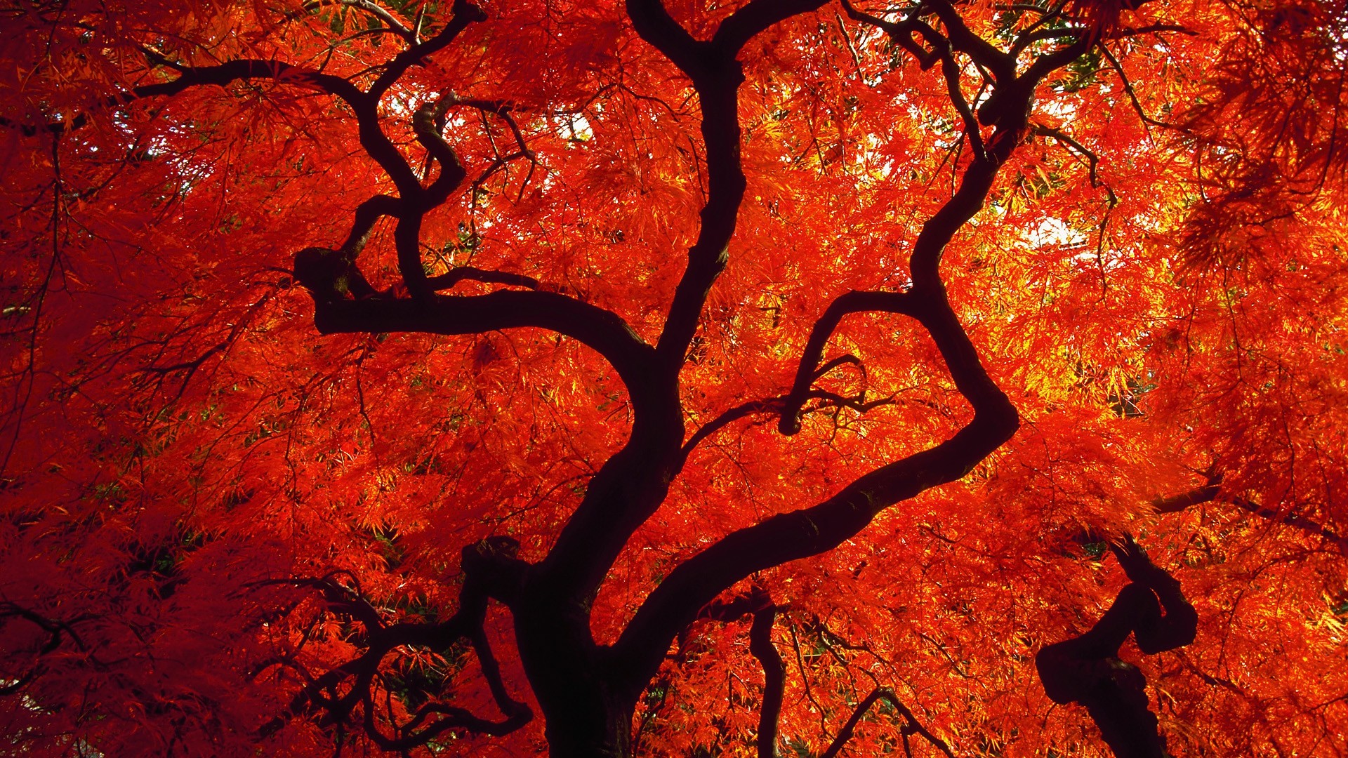 trees, Autumn,  season , Red, Seattle, Washington Wallpaper