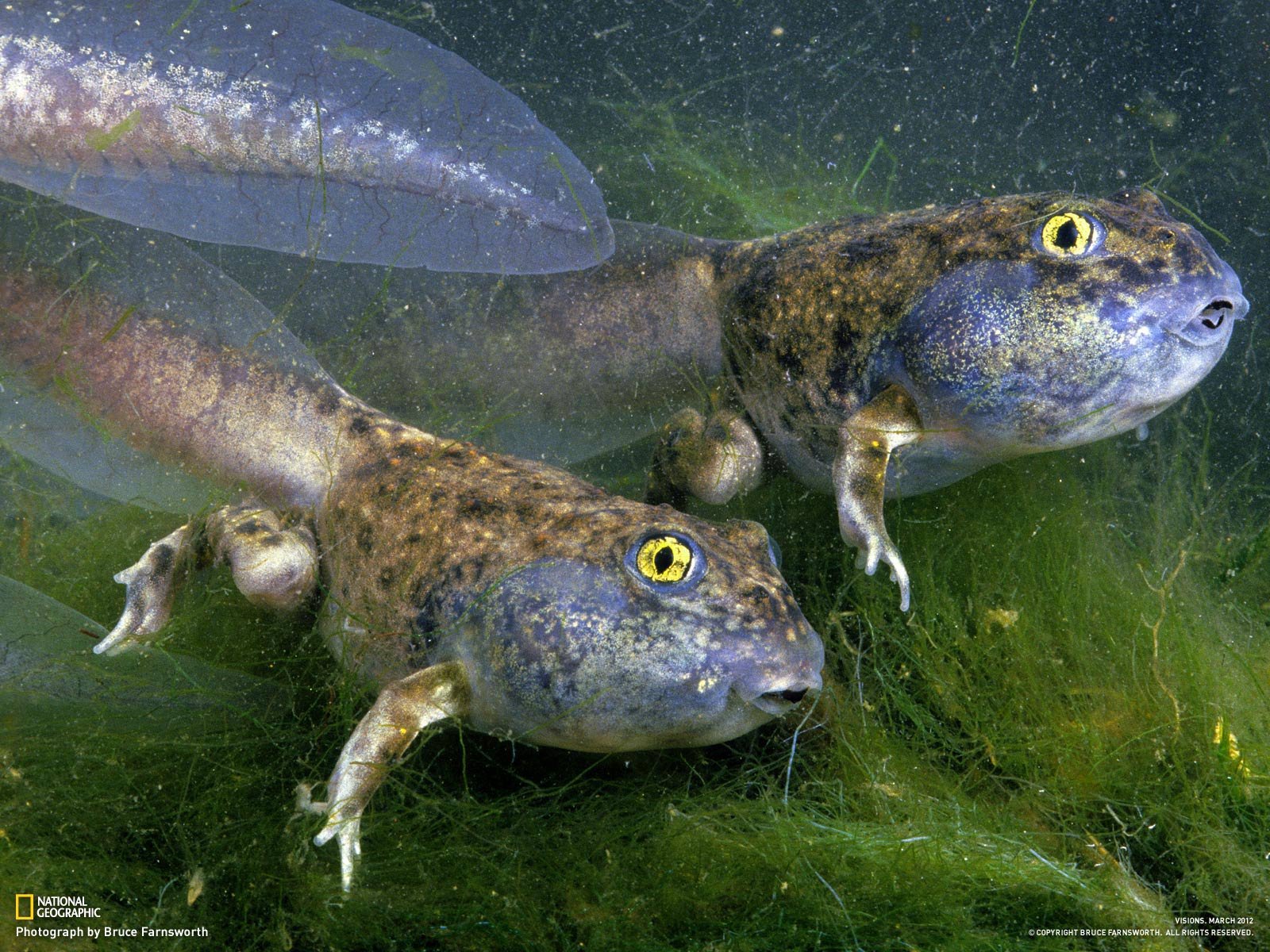 tadpole, Amphibian, Frog, Toad, Baby, Underwater, Lake, River Wallpaper