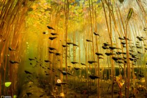 tadpole, Amphibian, Frog, Toad, Baby, Underwater, Lake, River