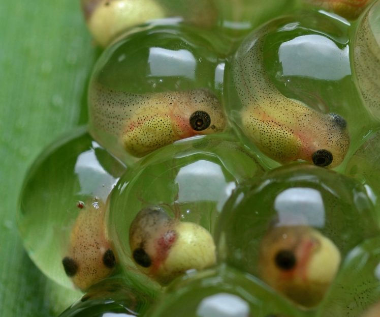 tadpole, Amphibian, Frog, Toad, Baby, Underwater, Lake, River HD Wallpaper Desktop Background