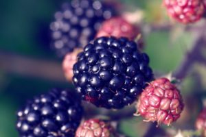 fruits, Blackberry, Fruit