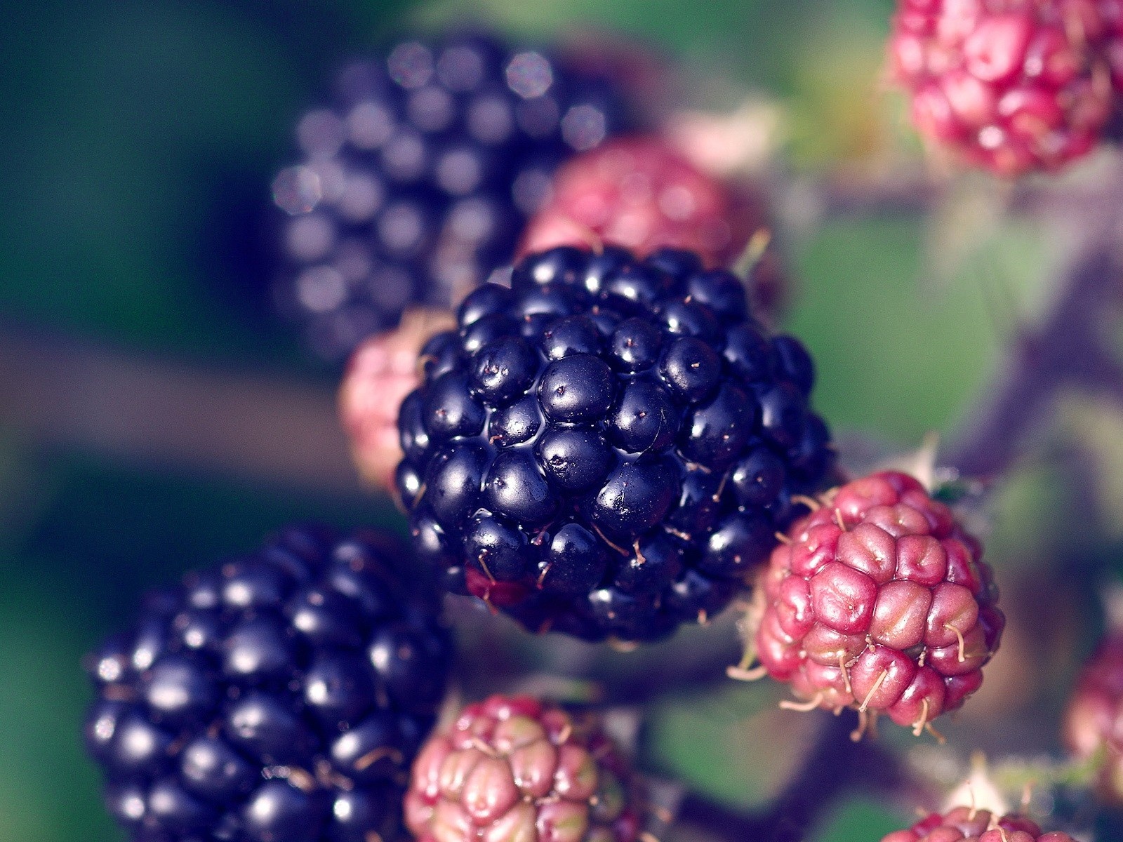 fruits, Blackberry, Fruit Wallpaper
