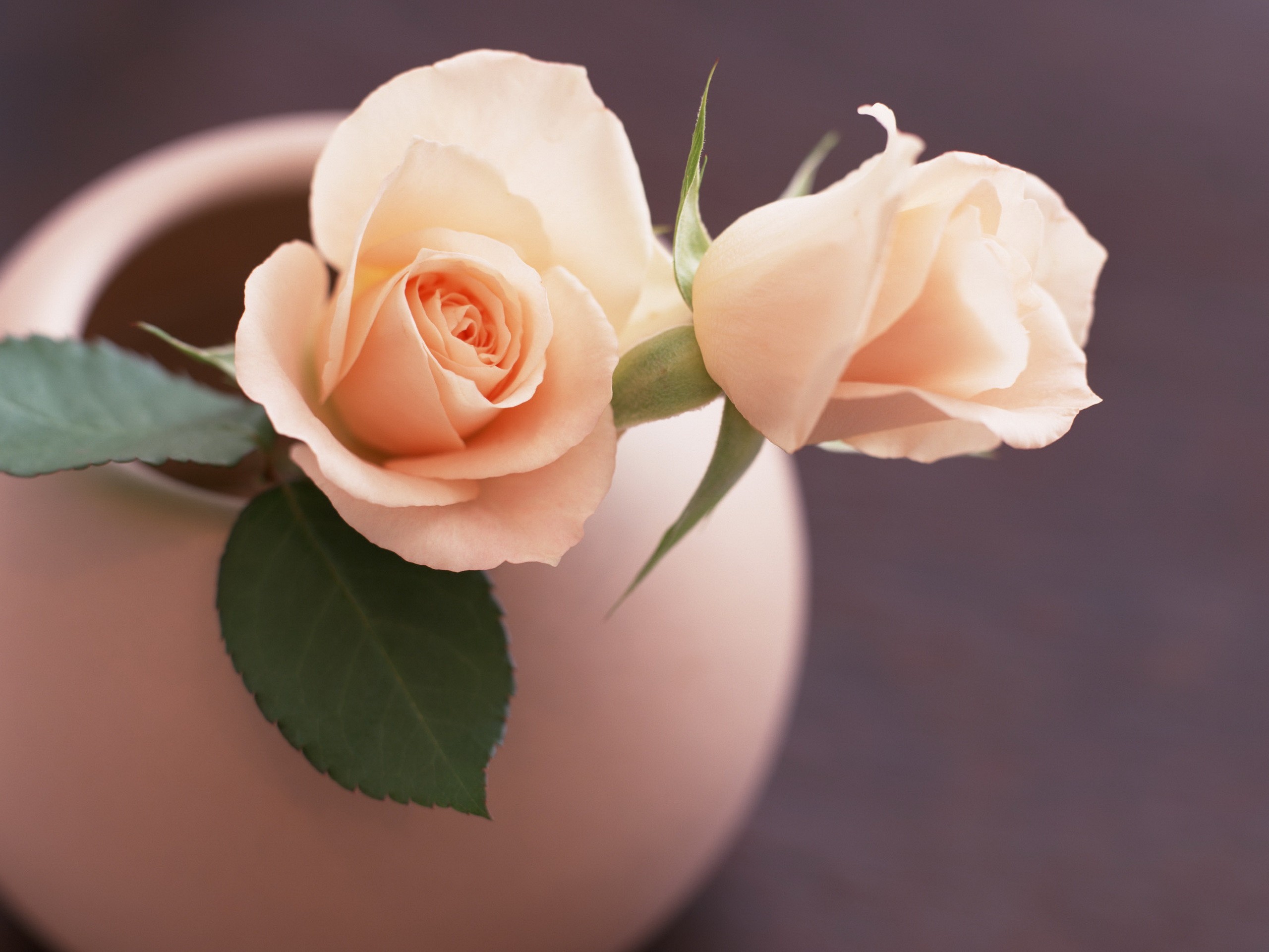 flowers, Roses Wallpaper