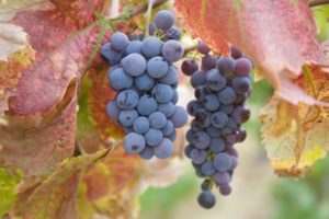 autumn,  season , Fruits, Grapes, Harvest, Fruit, Trees