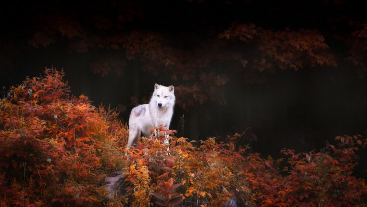 white, Wolf HD Wallpaper Desktop Background