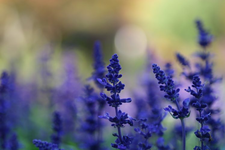 flowers, Lavender, Blue, Flowers HD Wallpaper Desktop Background