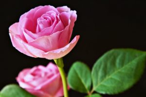 rose, Flower, Love, Life