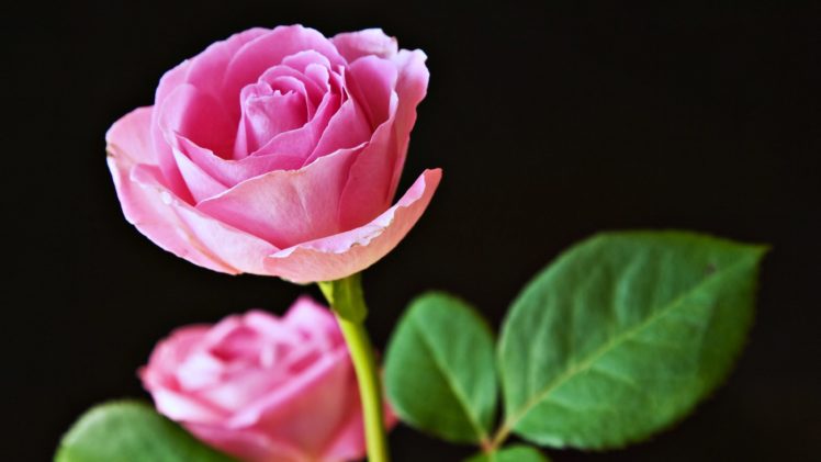 rose, Flower, Love, Life HD Wallpaper Desktop Background