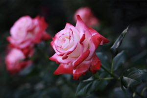 rose, Flowers, Love, Life, Girls