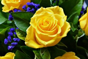 rose, Flower, Love, Life, Yellow
