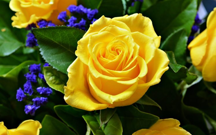 rose, Flower, Love, Life, Yellow HD Wallpaper Desktop Background