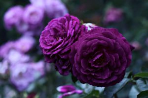 flower,  , Life,  , Love,  , Rose,  , Purple,  , Violet