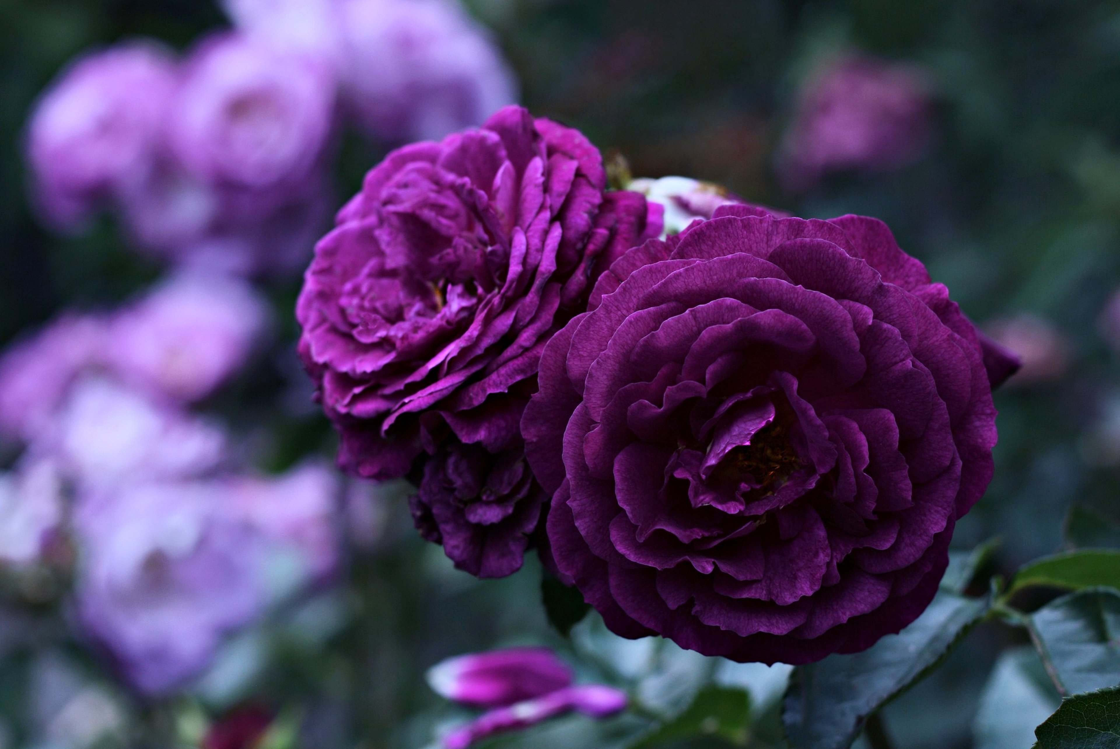 flower,  , Life,  , Love,  , Rose,  , Purple,  , Violet Wallpaper