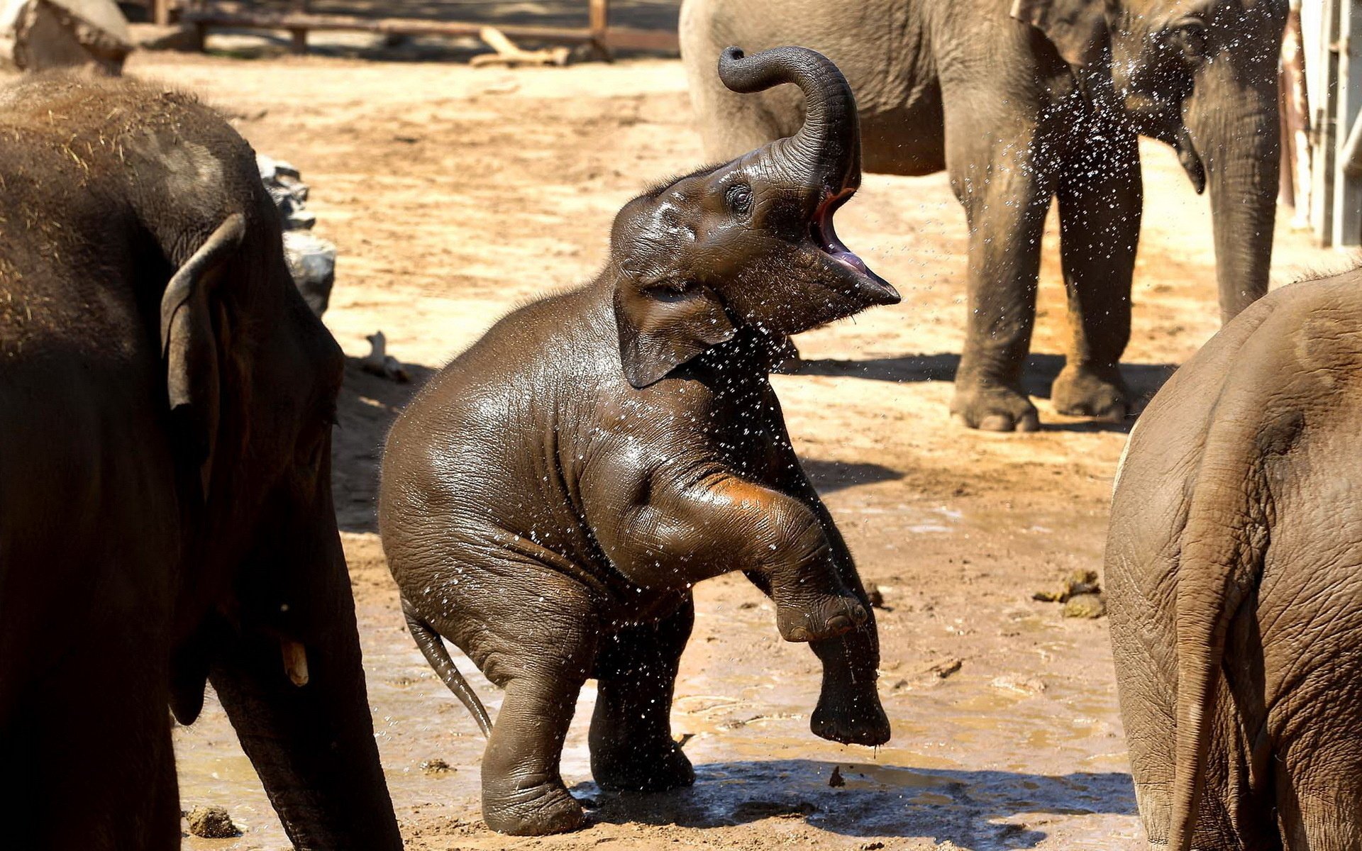 bath elephant toy