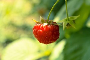red, Fruits, Summer, Raspberries, Berries, Suite, Framboise