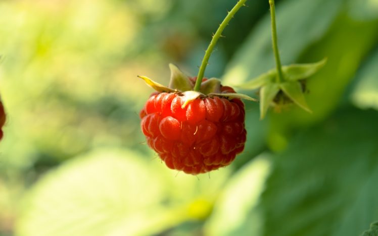 red, Fruits, Summer, Raspberries, Berries, Suite, Framboise HD Wallpaper Desktop Background