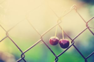 fences, Fruits, Cherries, Sunlight, Chain, Link, Fence