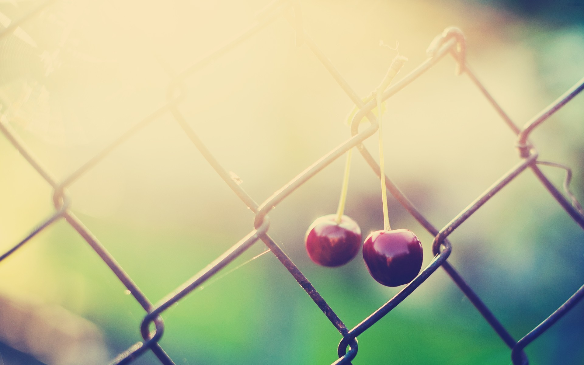 fences, Fruits, Cherries, Sunlight, Chain, Link, Fence Wallpaper