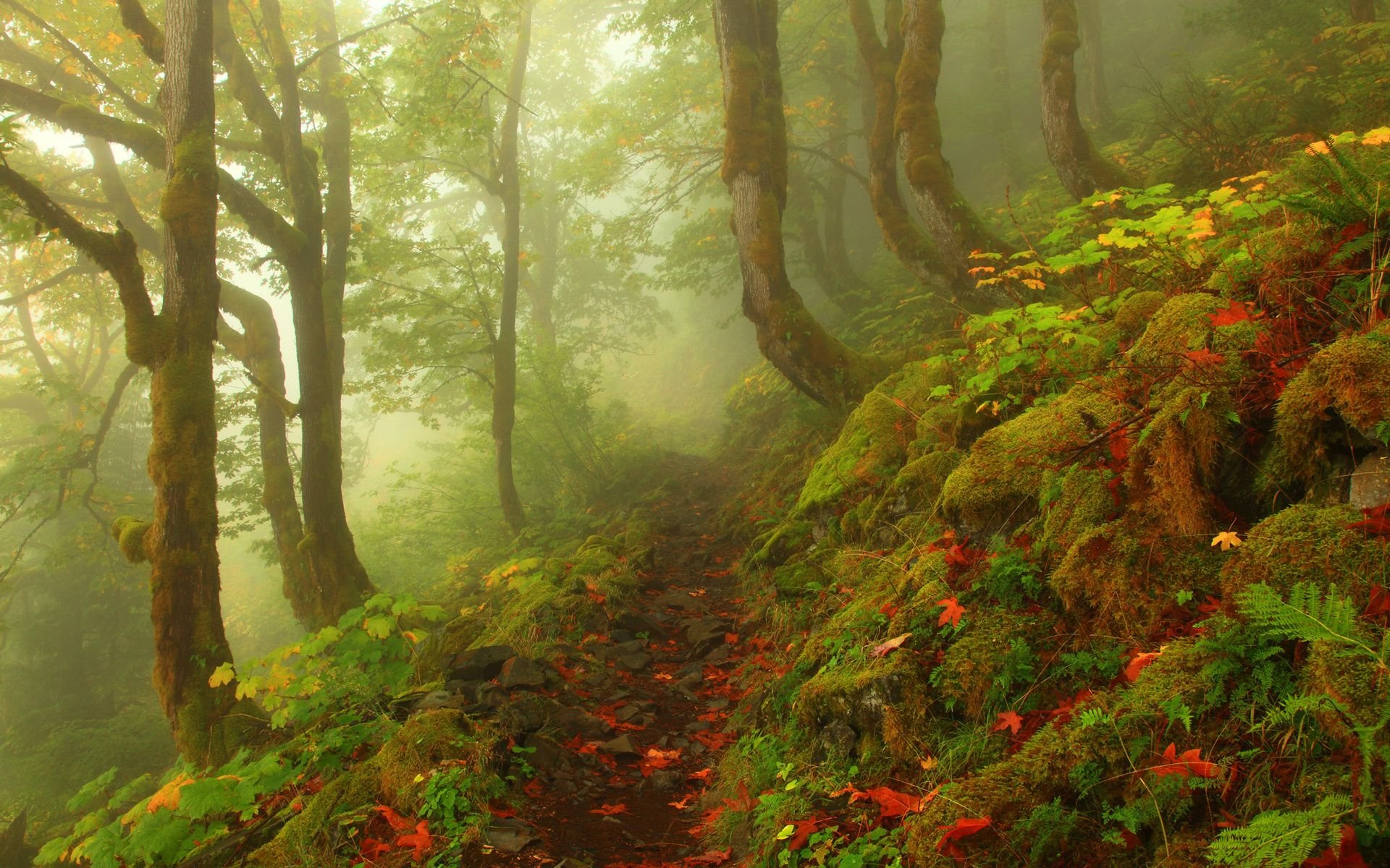 landscape, Nature, Beautiful, Forest, Area, Wild, Sky, Landscapes Wallpaper