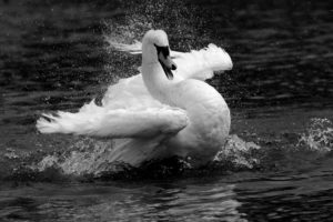 black, And, White, Swan