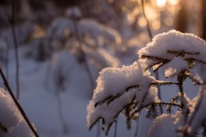 winter, Snow, Trees, Cold, Sunlight, Snowy, Pine, Trees