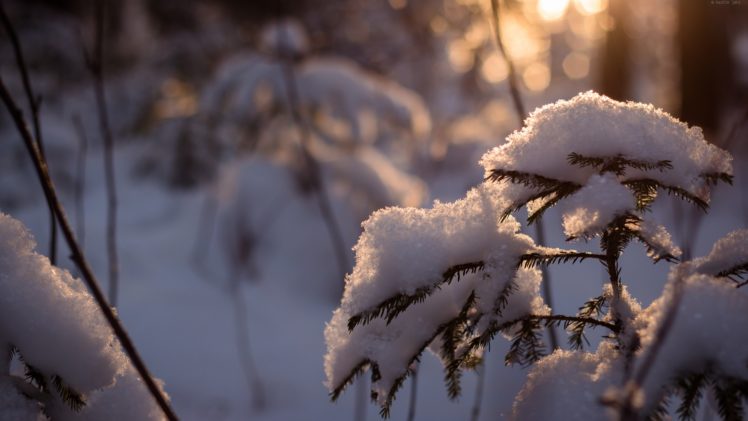winter, Snow, Trees, Cold, Sunlight, Snowy, Pine, Trees HD Wallpaper Desktop Background