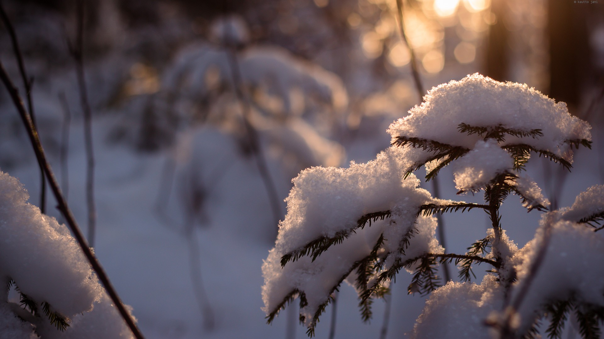 winter, Snow, Trees, Cold, Sunlight, Snowy, Pine, Trees Wallpaper