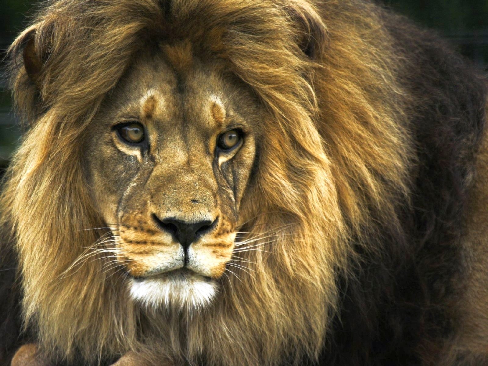 lion Wallpaper