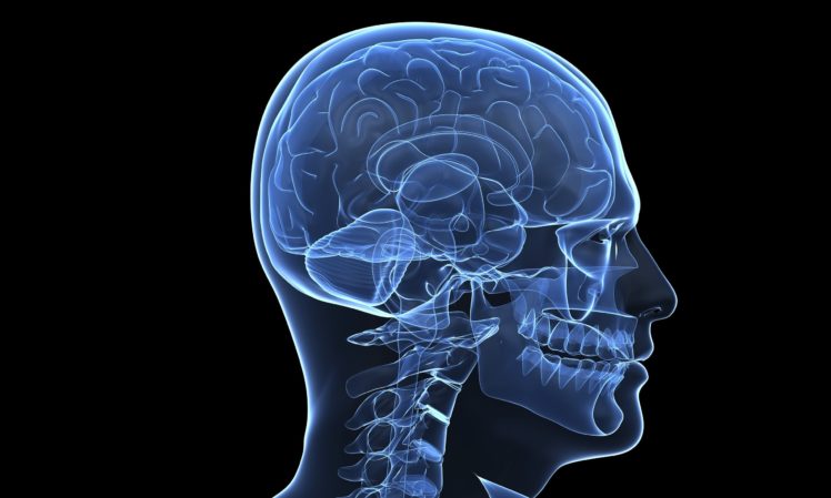 brain, Anatomy, Medical, Head, Skull, Digital, 3 d, X ray, Xray, Psychedelic HD Wallpaper Desktop Background