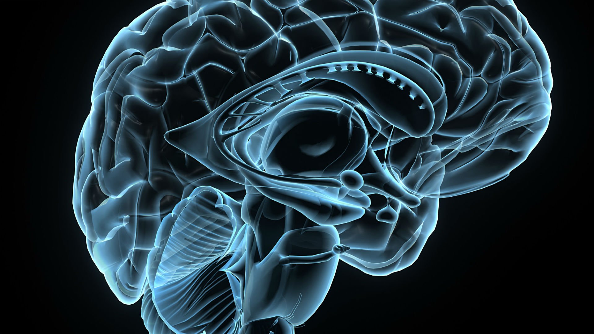 brain, Anatomy, Medical, Head, Skull, Digital, 3 d, X ray, Xray