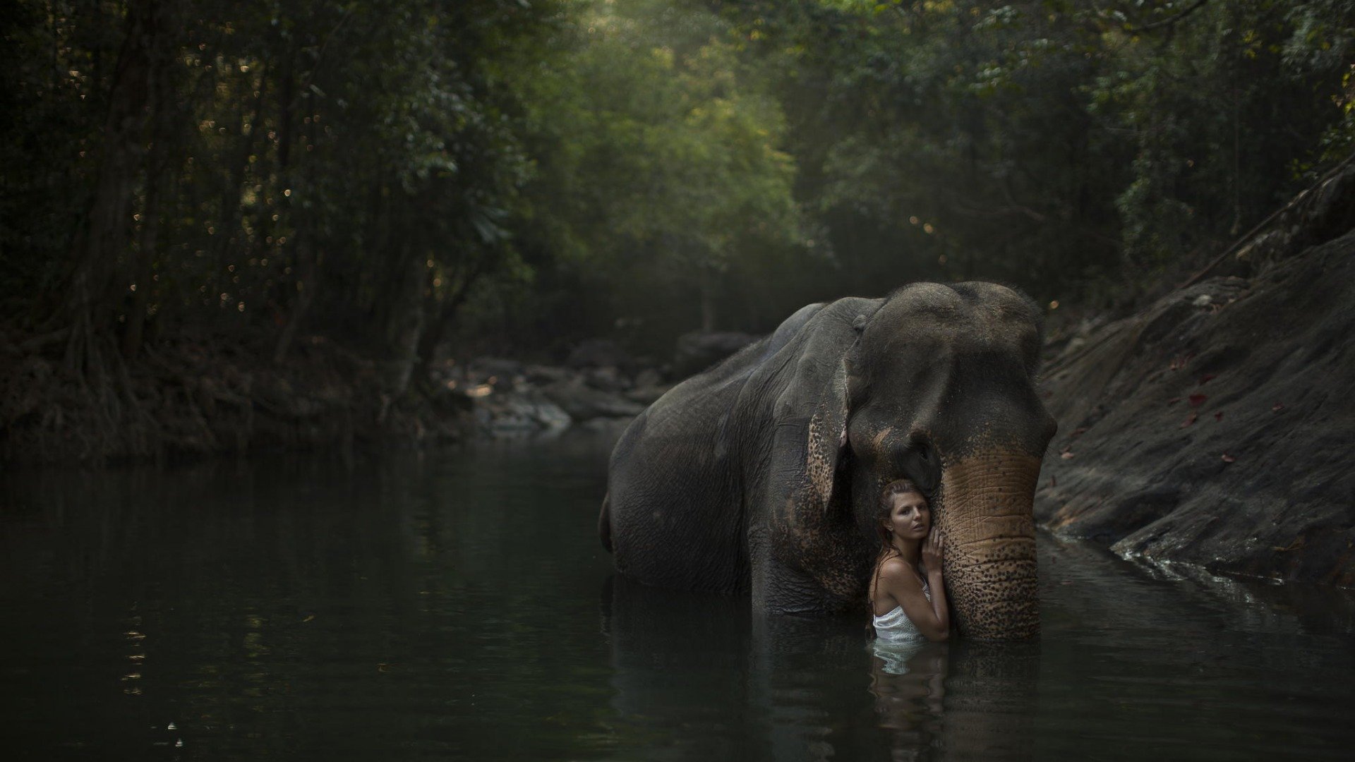 elephant Wallpaper