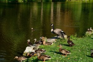 one quacky family duck baby, Cute, Lake, Animal