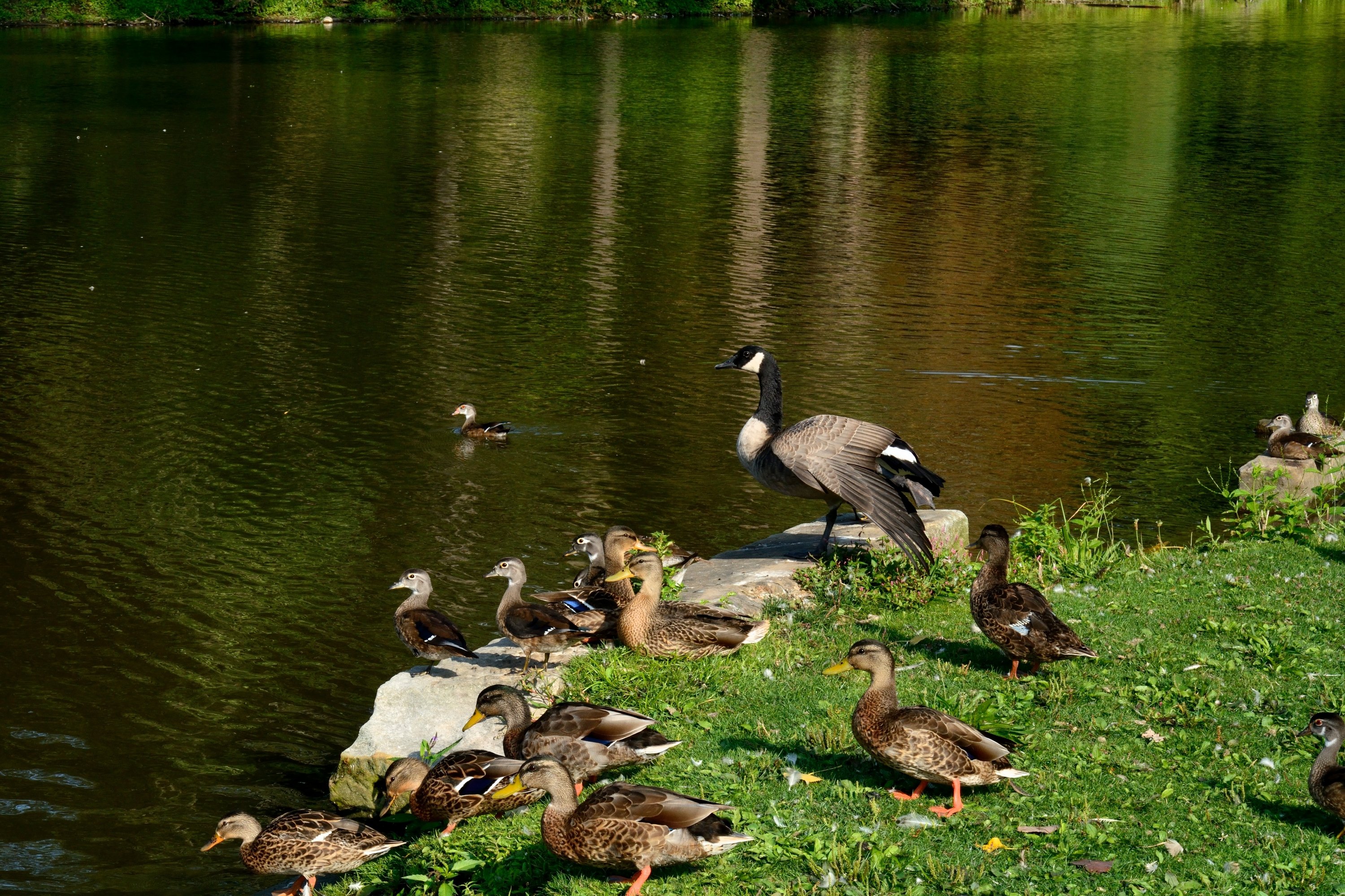 one quacky family duck baby, Cute, Lake, Animal Wallpaper