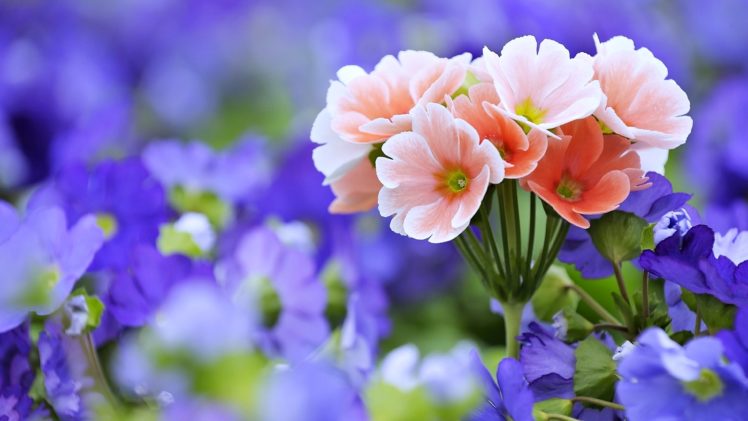 spring, Flowers, Roses, Garden, Nature, Landscape, Romantic, Love HD Wallpaper Desktop Background
