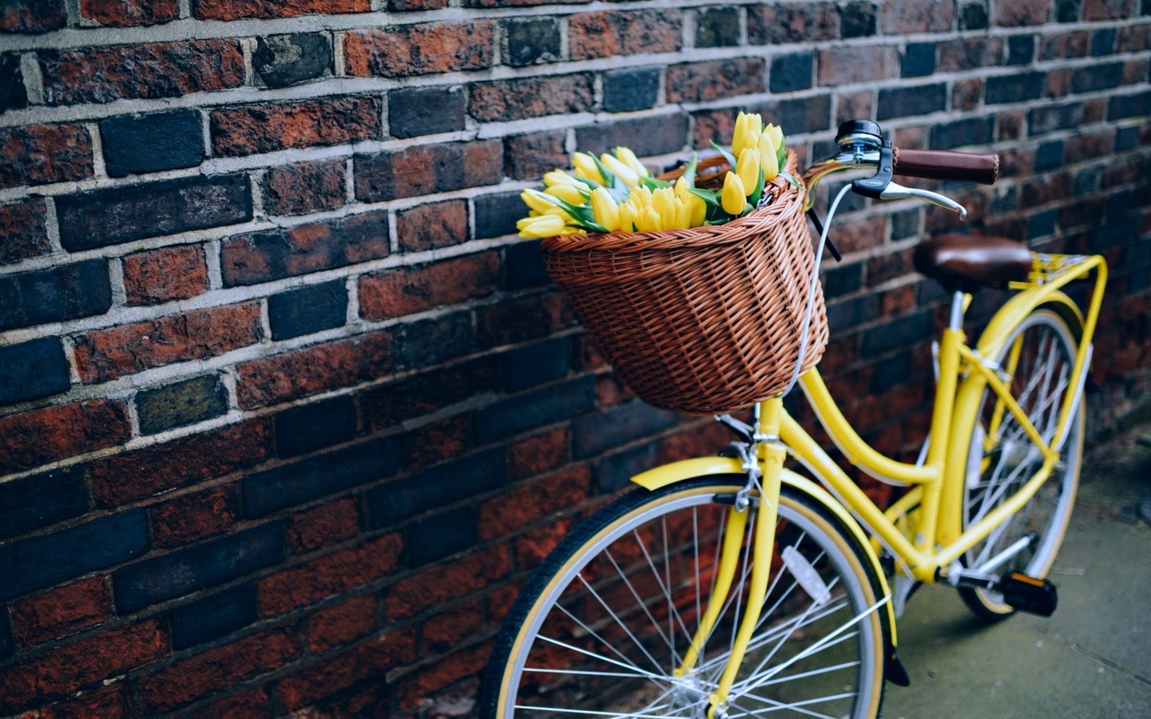 flowers, Bike, Yellow, Wall, Bicycle, Life, Love Wallpaper