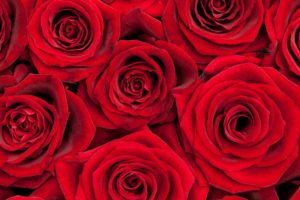 valentines, Day, Mood, Love, Holiday, Valentine, Rose, Roses, Flowers, Bouquet