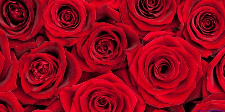 valentines, Day, Mood, Love, Holiday, Valentine, Rose, Roses, Flowers, Bouquet HD Wallpaper Desktop Background