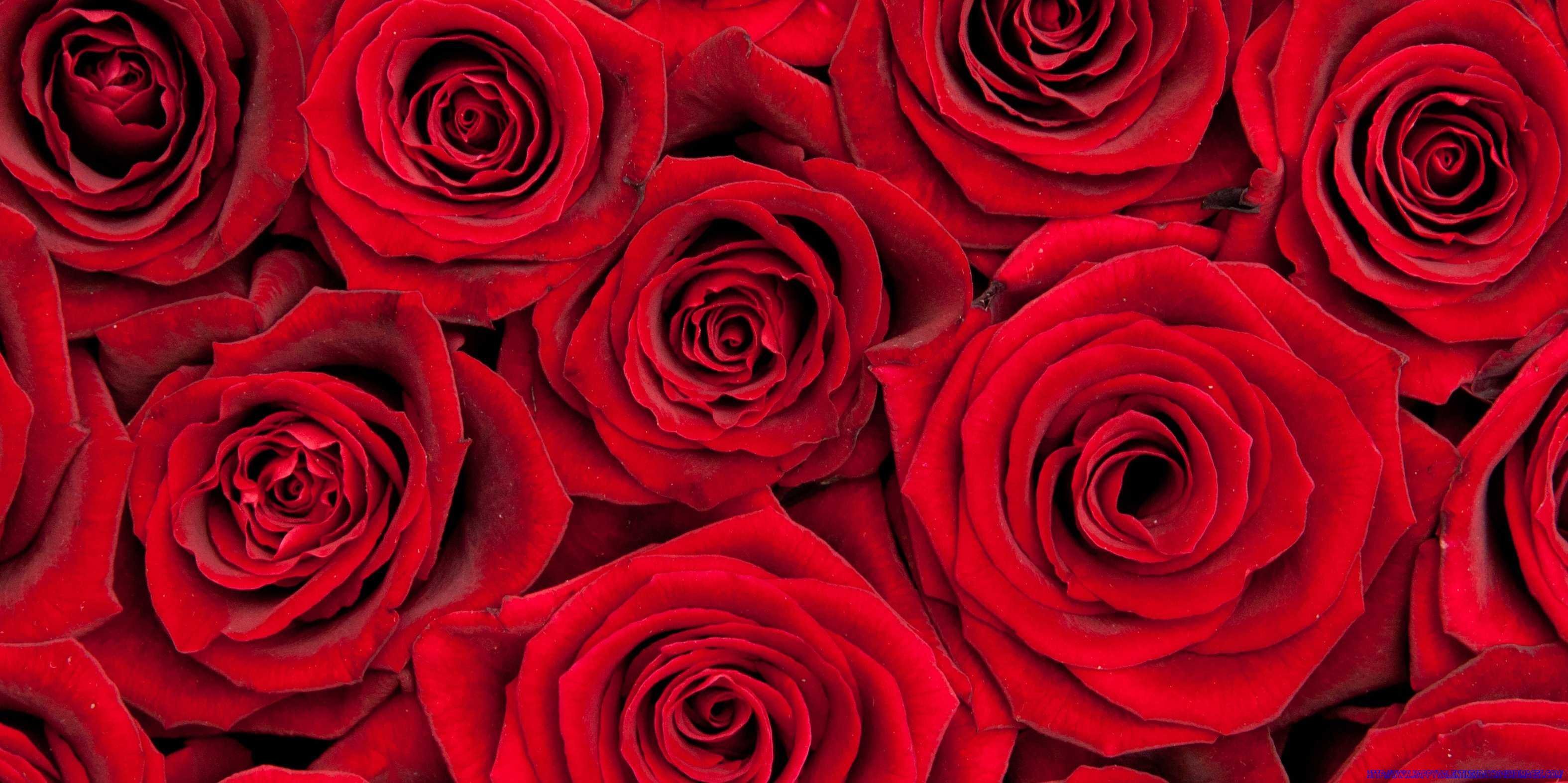 valentines, Day, Mood, Love, Holiday, Valentine, Rose, Roses, Flowers, Bouquet Wallpaper