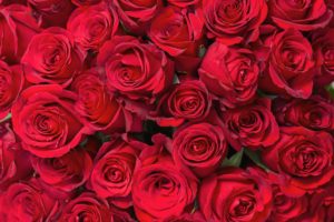 valentines, Day, Mood, Love, Holiday, Valentine, Heart, Rose, Roses, Flowers