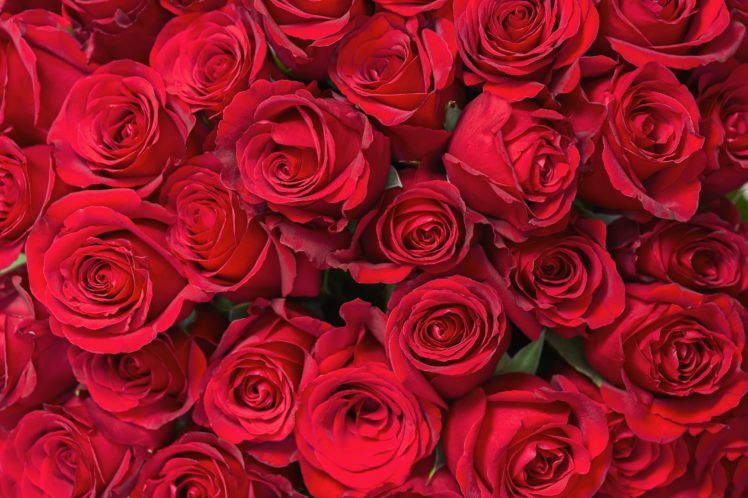 valentines, Day, Mood, Love, Holiday, Valentine, Heart, Rose, Roses, Flowers HD Wallpaper Desktop Background