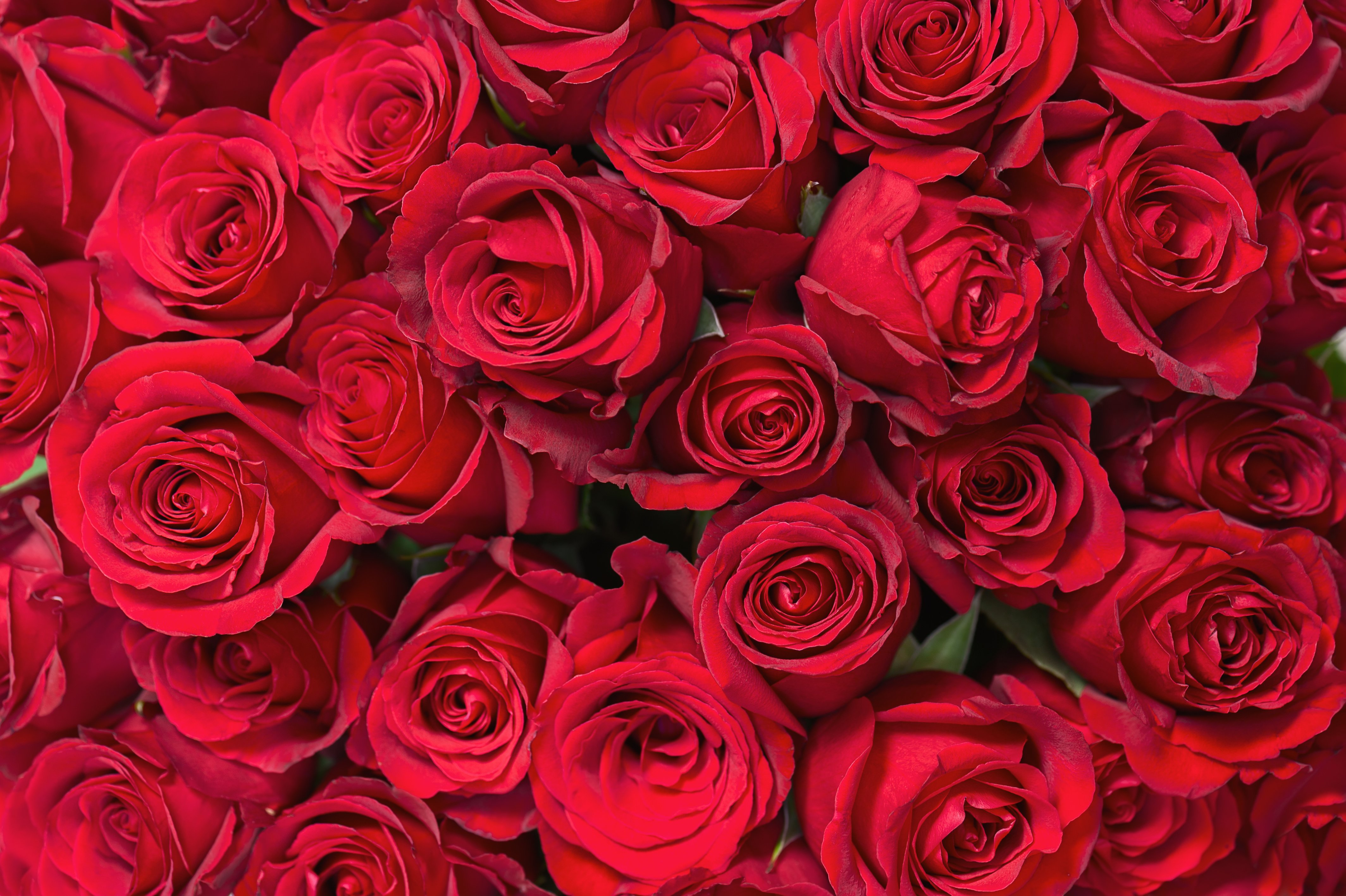 valentines, Day, Mood, Love, Holiday, Valentine, Heart, Rose, Roses, Flowers Wallpaper