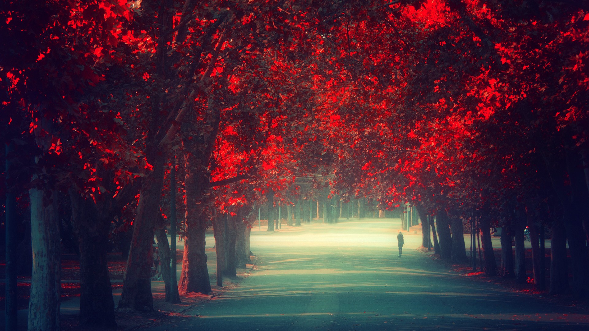trees, Autumn,  season , Red, Leaves, Remembrance Wallpaper