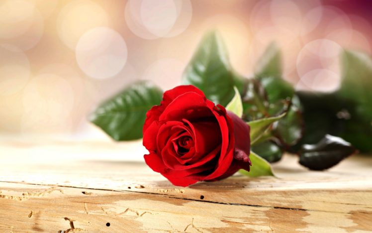 rose, Flowers, Romance, Love, For, Red, Spring, Emotions, Life HD Wallpaper Desktop Background