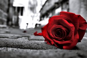 rose, Sad, Black, Lost, Love, Emotions, Flowers, Life, Road, Floor, Lonely