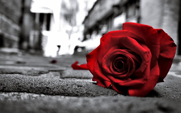 rose, Sad, Black, Lost, Love, Emotions, Flowers, Life, Road, Floor, Lonely HD Wallpaper Desktop Background