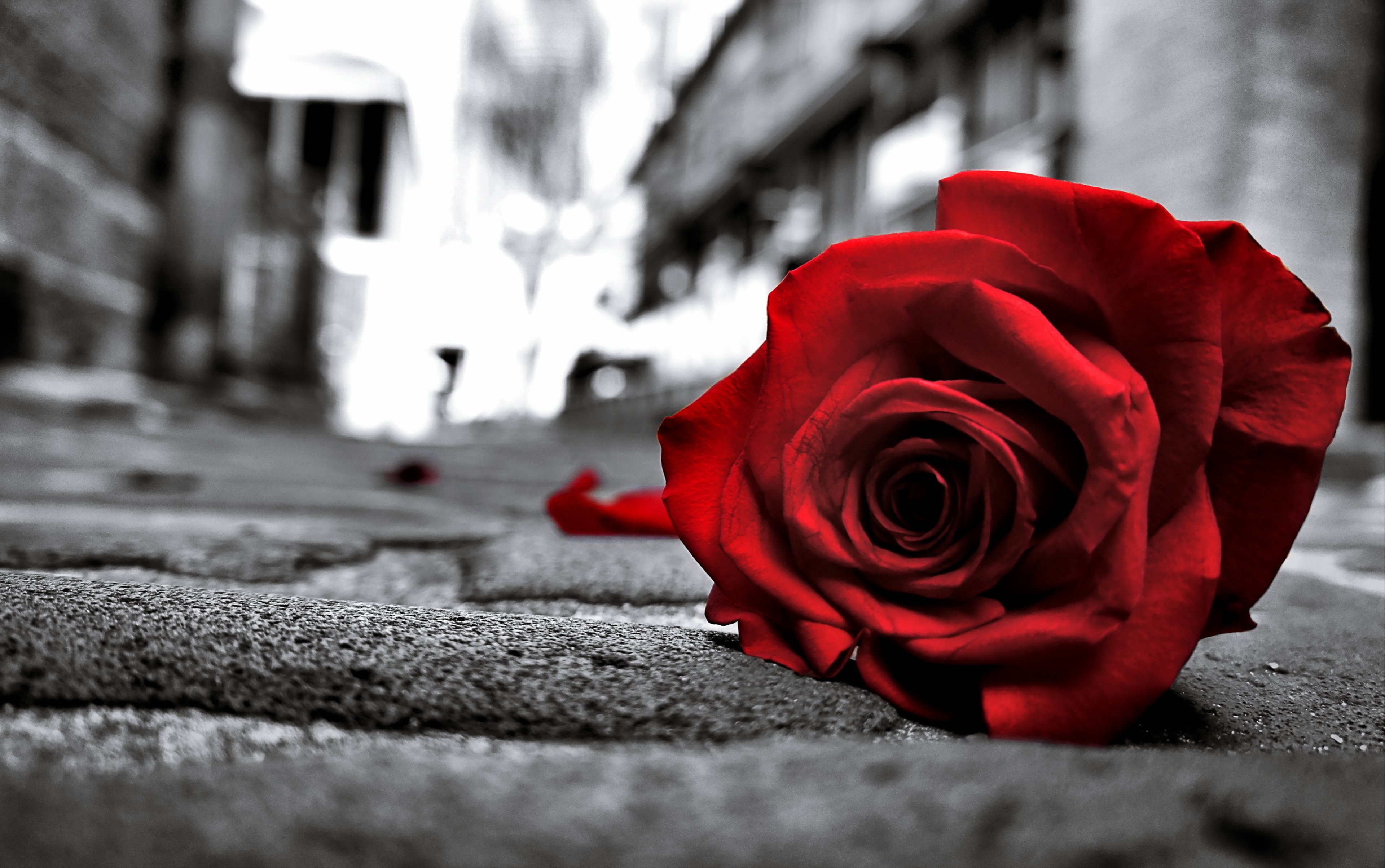 rose, Sad, Black, Lost, Love, Emotions, Flowers, Life, Road, Floor, Lonely Wallpaper