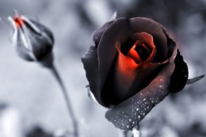 nature, Black, Flowers, Roses, Color, Isolation