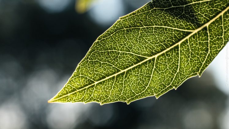 green, Nature, Leaf, Macro HD Wallpaper Desktop Background
